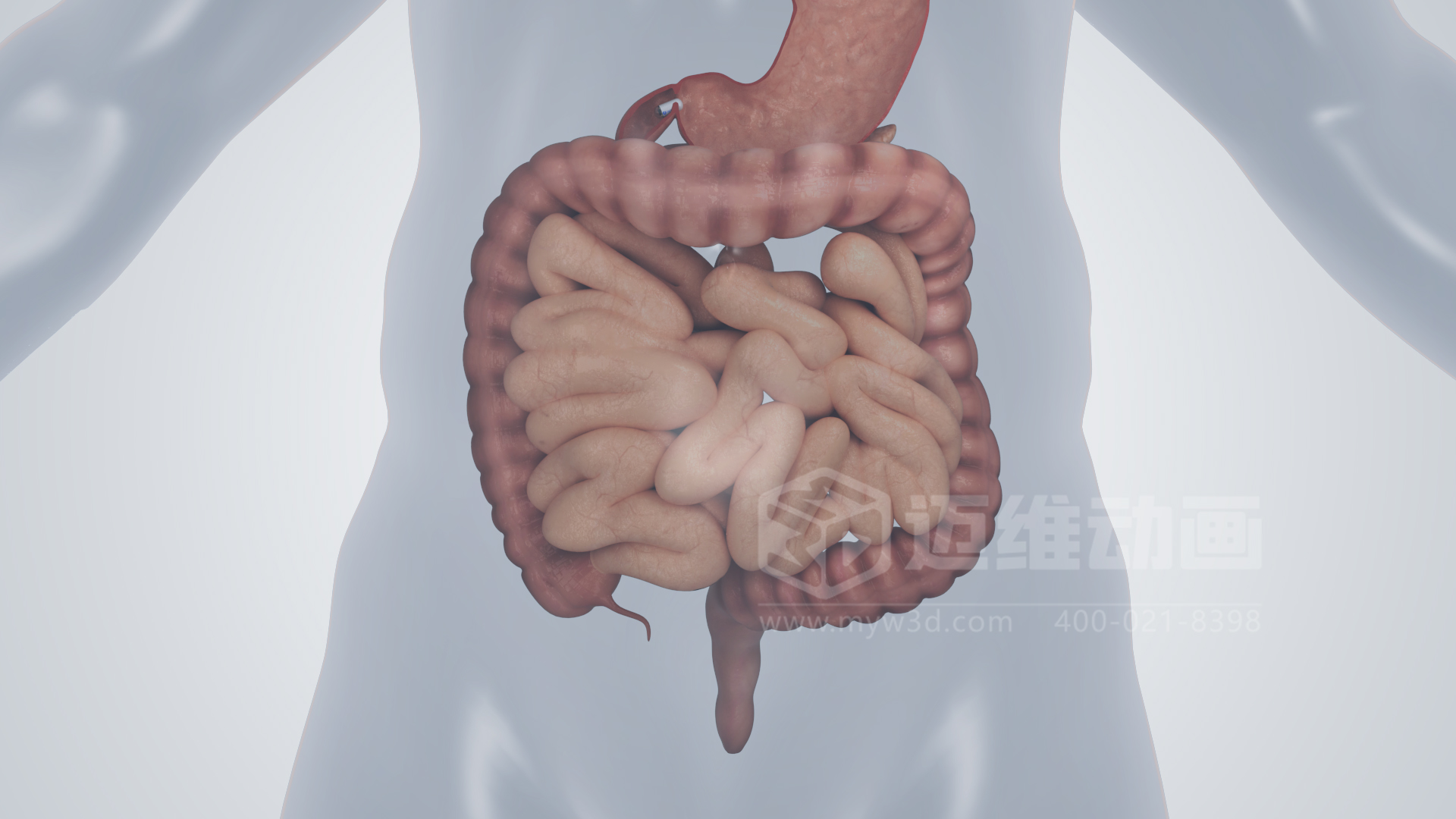 磁控膠囊機(jī)器人三維動(dòng)畫(圖5)